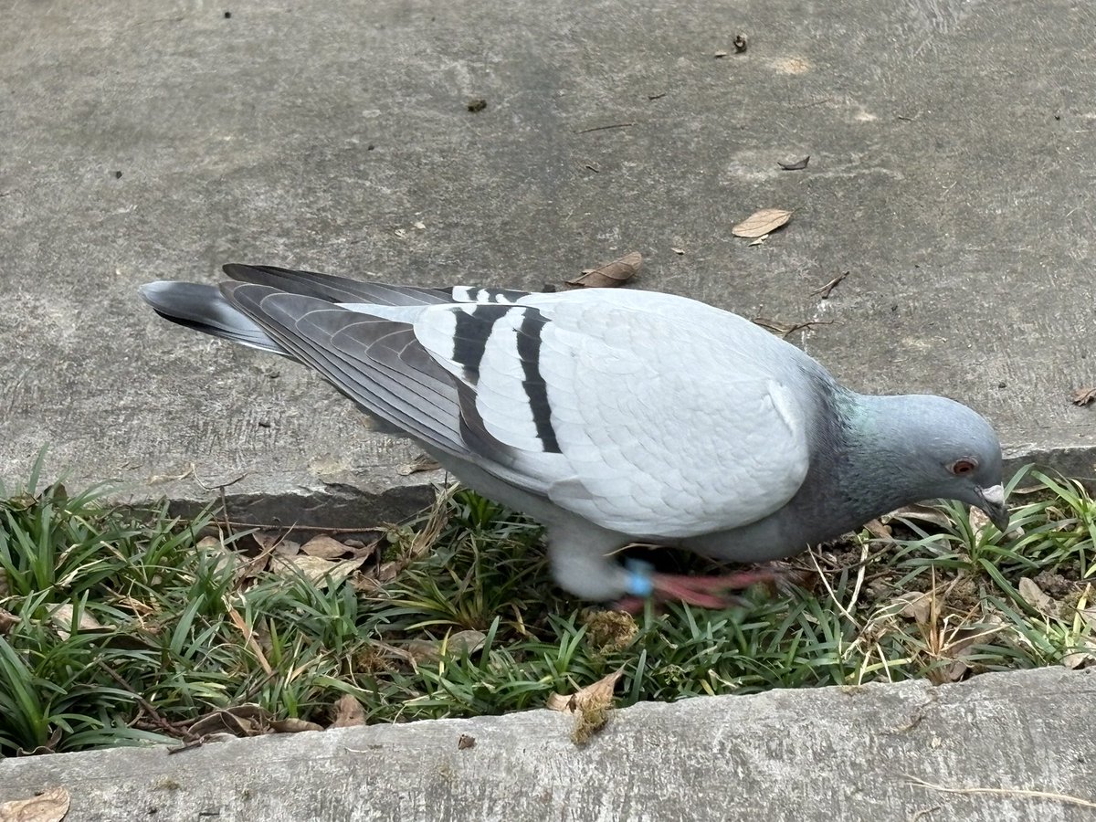 这是一只很标致的鸽子，不怕人。它戴着脚环，应该是谁家里养的溜出来散步的。