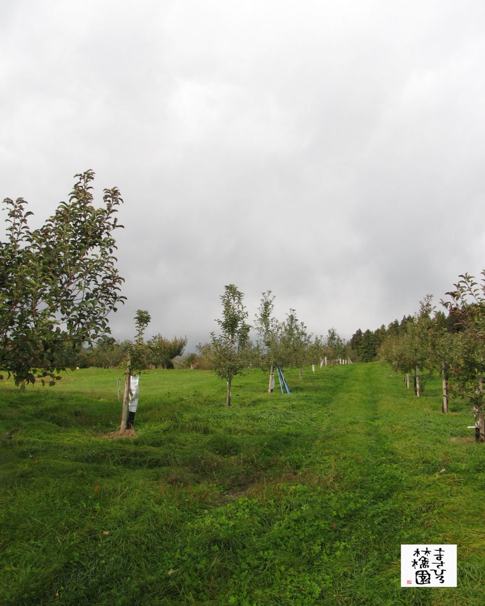 スタッフU@まさひろ林檎園🍎点々模様がかわいい「千雪」10月28日