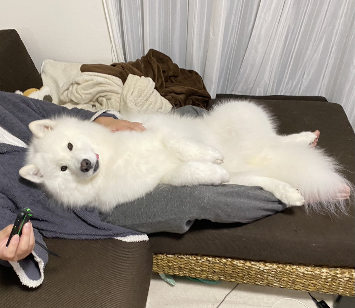 サモエド こはく on X