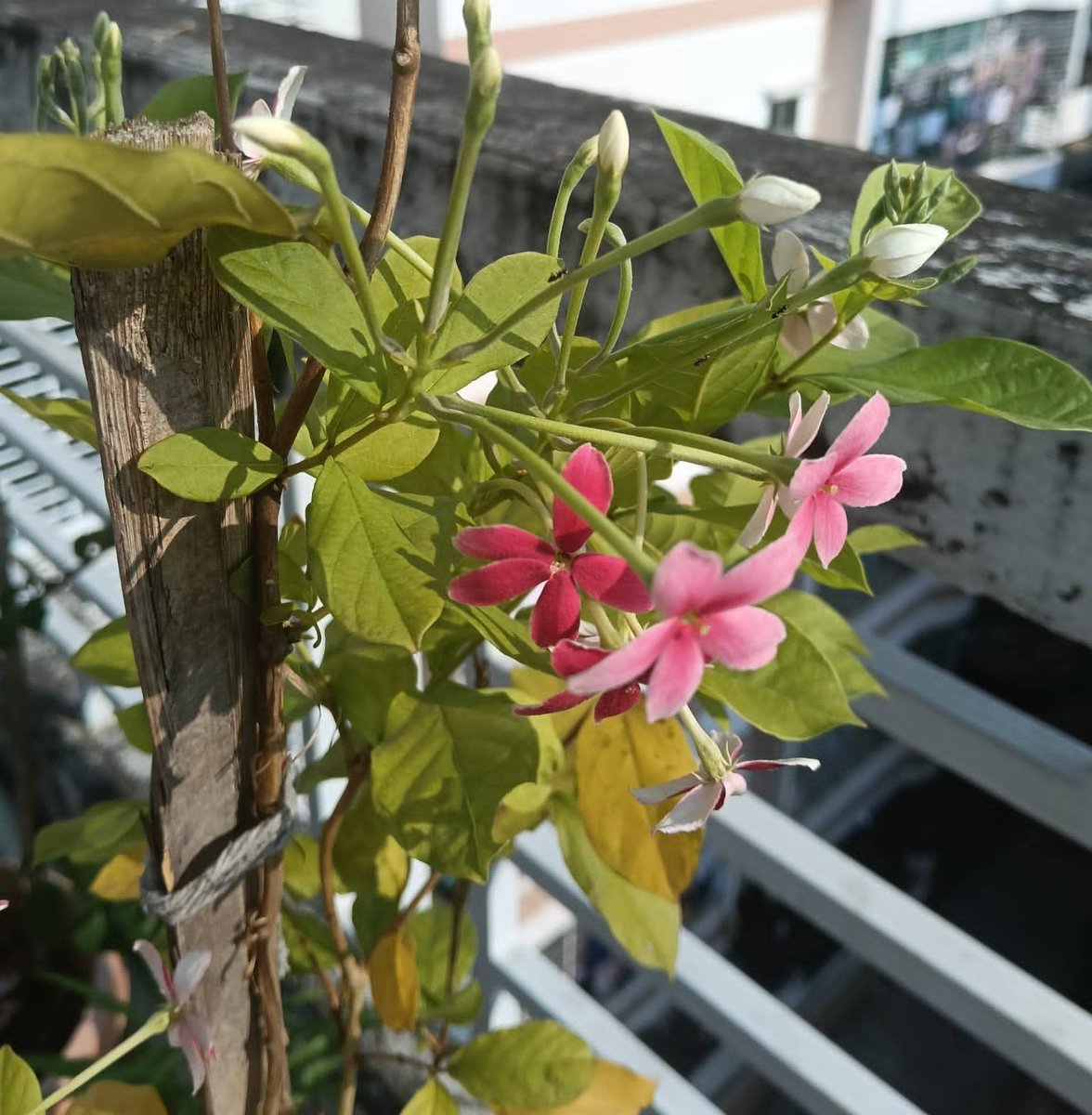 AnamikaCW's tweet image. স্নিগ্ধতা মানেই এক ধরনের প্রশান্তি শান্তির ছোঁয়া, কোমল অনুভব যা আমাদের হৃদয়কে ছুঁয়ে যায়___স্নিগ্ধতা কখনো প্রকৃতির মাঝে, কখনো কারো হাসিতে আবার কখনো প্রিয় মানুষের চোখে ধরা দেয়🩷🩵🌸🥀
শুভ সকাল, আজকের সকালটা একটু 
#viralphotochallenge #everyoneシ゚ #foryouシpage #follower