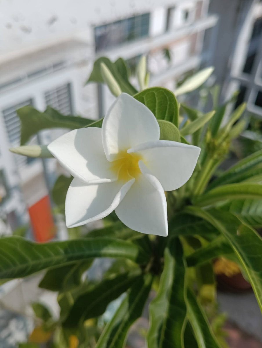 AnamikaCW's tweet image. স্নিগ্ধতা মানেই এক ধরনের প্রশান্তি শান্তির ছোঁয়া, কোমল অনুভব যা আমাদের হৃদয়কে ছুঁয়ে যায়___স্নিগ্ধতা কখনো প্রকৃতির মাঝে, কখনো কারো হাসিতে আবার কখনো প্রিয় মানুষের চোখে ধরা দেয়🩷🩵🌸🥀
শুভ সকাল, আজকের সকালটা একটু 
#viralphotochallenge #everyoneシ゚ #foryouシpage #follower