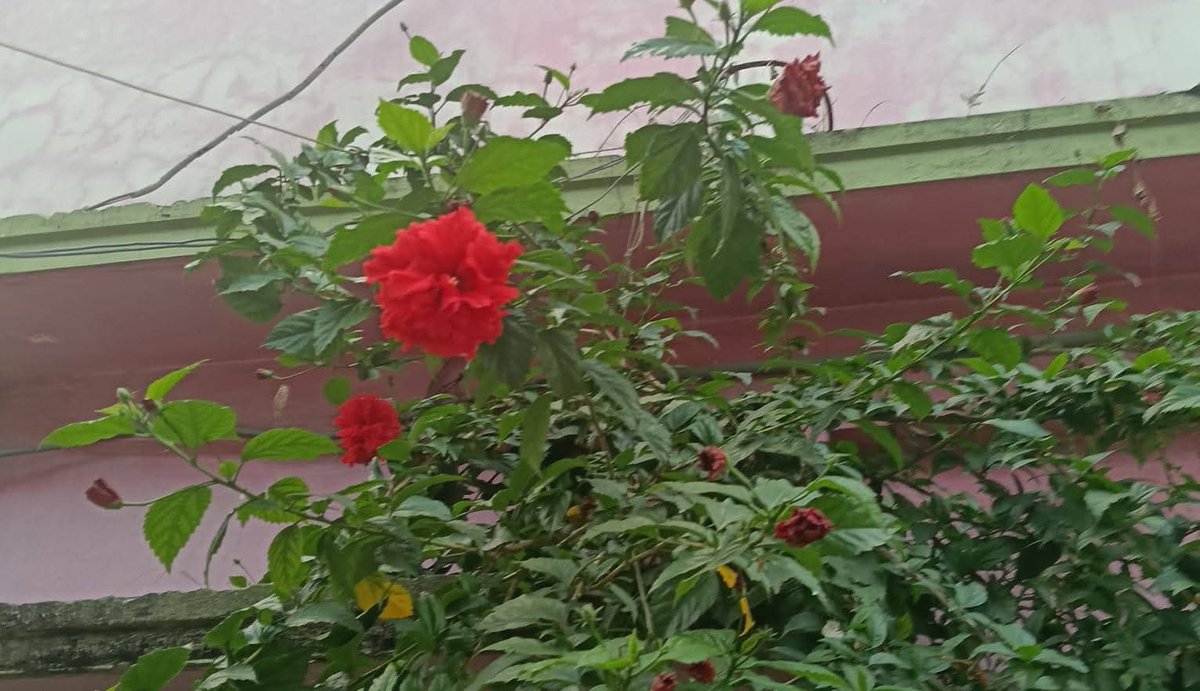 AnamikaCW's tweet image. স্নিগ্ধতা মানেই এক ধরনের প্রশান্তি শান্তির ছোঁয়া, কোমল অনুভব যা আমাদের হৃদয়কে ছুঁয়ে যায়___স্নিগ্ধতা কখনো প্রকৃতির মাঝে, কখনো কারো হাসিতে আবার কখনো প্রিয় মানুষের চোখে ধরা দেয়🩷🩵🌸🥀
শুভ সকাল, আজকের সকালটা একটু 
#viralphotochallenge #everyoneシ゚ #foryouシpage #follower