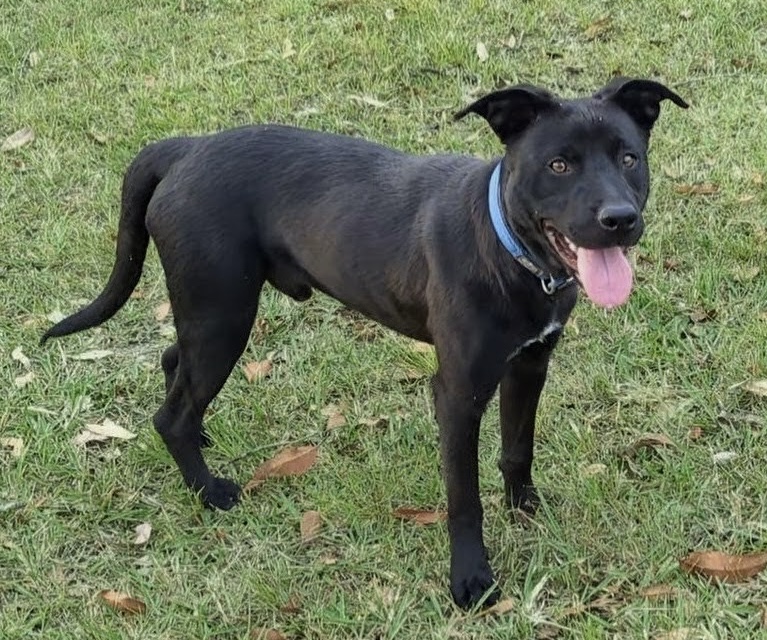 Soy - 10 months, male - Kelpie x - NSW (Mid North Coast)
workingdogrescue.com.au/?p=123419
archive,AWDRI,kelpie,NewSouthWales(NSW)