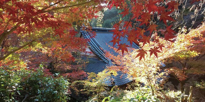 jalannet's tweet photo. #福岡 #紅葉
風情ある街並みや庭園で、秋の彩りを感じに出かけてみませんか💁‍♀️

📷秋月城跡【福岡県・朝倉市】
お寺や歴史ある建物が並び、趣ある紅葉が楽しめる。
［見頃］2025年11月下旬～12月上旬

📷柳坂山 永勝寺【福岡県・久留米市】
約100本のモミジがあり「もみじ寺」とも呼ばれる。
［見頃］2025年11月頃

📷石橋文化センター【福岡県・久留米市】
水面に映える日本庭園の「逆さ紅葉」は必見。
［もみじまつり2025開催期間］2025年11月22日（土）～12月7日（日）

📷太原のイチョウ【福岡県・広川町】
一歩中に入れば、たちまち“黄金”に包まれる。
［観覧期間］2025年11月18日（火）～24日（月・祝）9時～17時