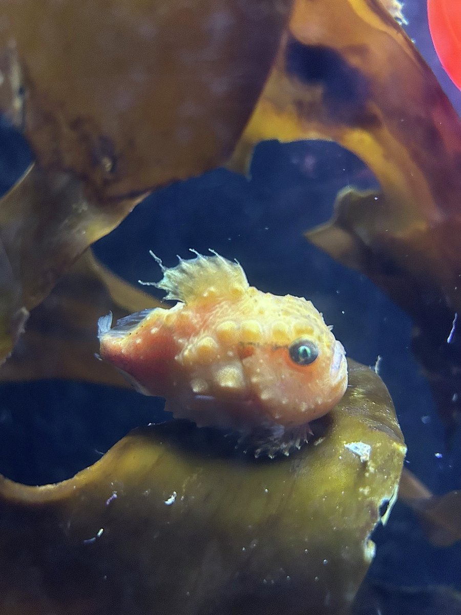 45R 海の生き物達 45R 海の生き物達 トモカワ ヒロサキ | UMIYA