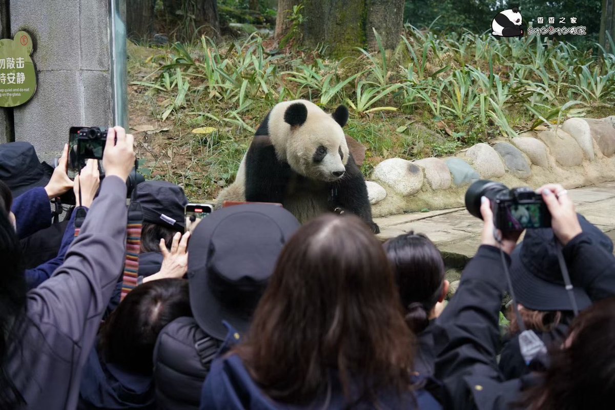 今日は「国際パンダデー」、大スター香香プリンセスのファンミーティング❗️😊💓