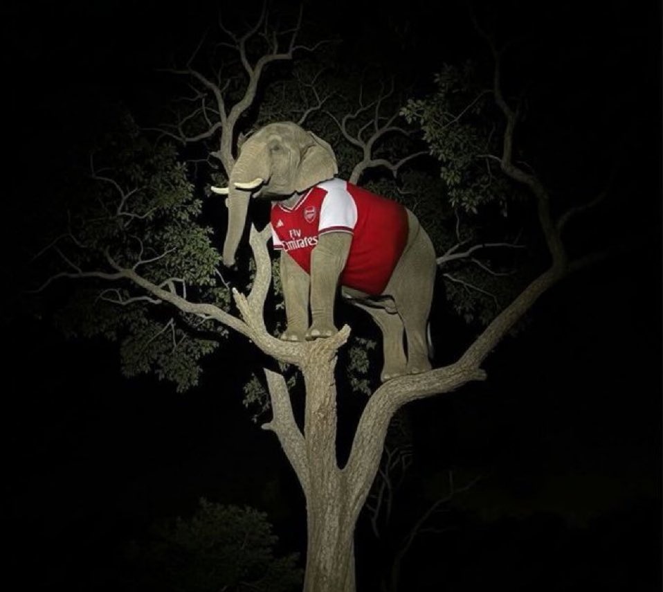 Umejaribu kupiga full lights kweli ama unaatarisha maisha jombaa.

Animals crossing ⚠️