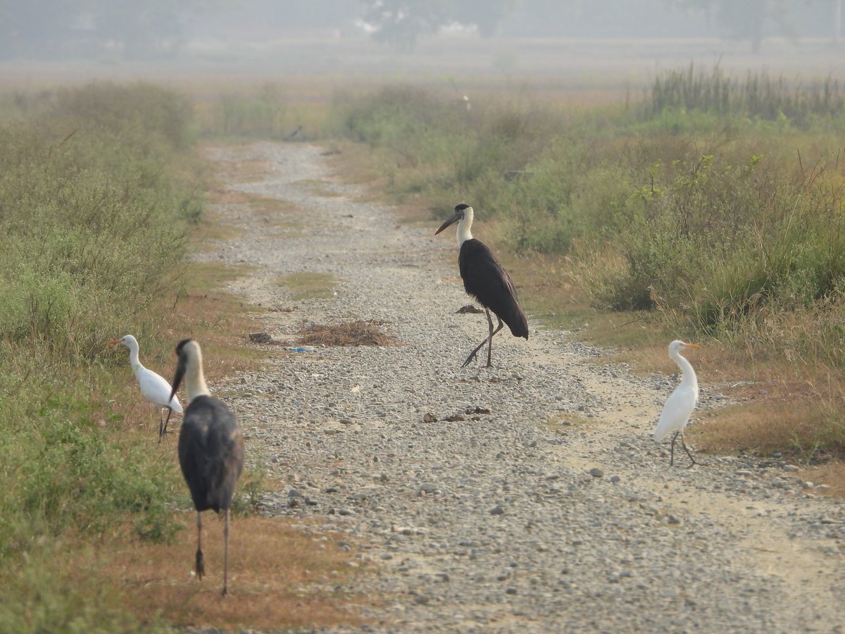 WorshipNature's tweet photo. Nepal’s lowlands harbour large waders ranging from globally threatened to formerly threatened, thriving in human-dominated landscapes where growing populations are impacting them. Lumbini farmlands, a @KeyBiodiversity support these and more,  a site needing conservation actions. https://t.co/UoK4XN16gx