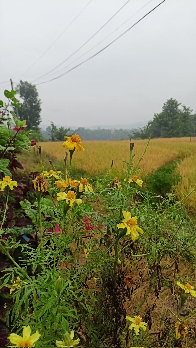 It's raining day! cool morning &amp; evening It fell like "Sharad ritu" nah!
#wintervibes