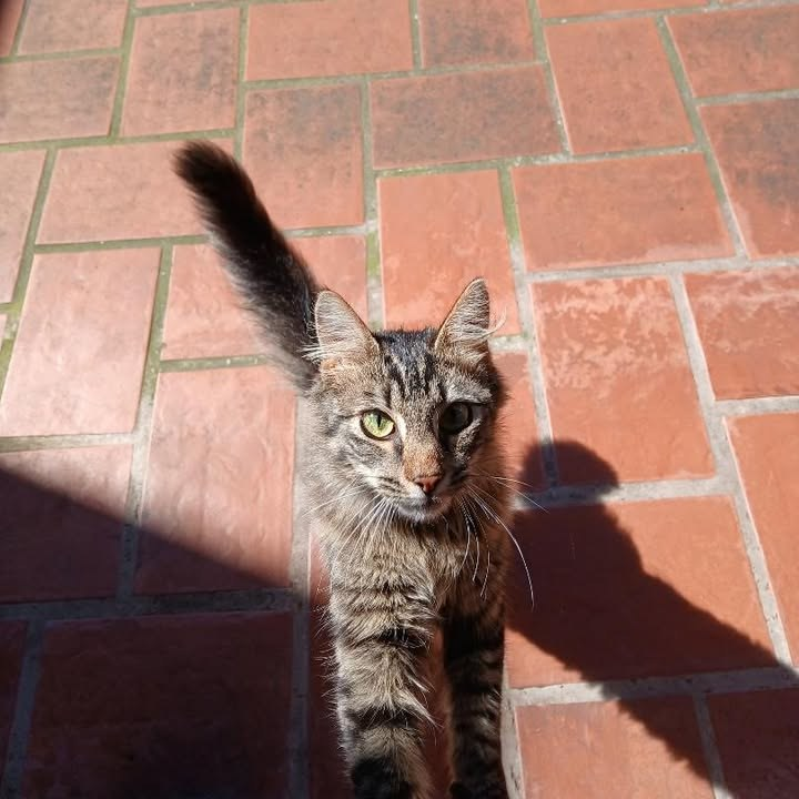 #Parecenperdidos 📢📢📢
RT RT RT
PARECE PERDIDO EN RAMOS MEJIA
Apareció un gatito en el patio de mi casa. Estoy segura tiene familia, está bien cuidado, sin castrar pero no creo que llegue al año, es bebote. Estoy buscando a su familia.
Mónica 1130425807
#gatitosperdidos