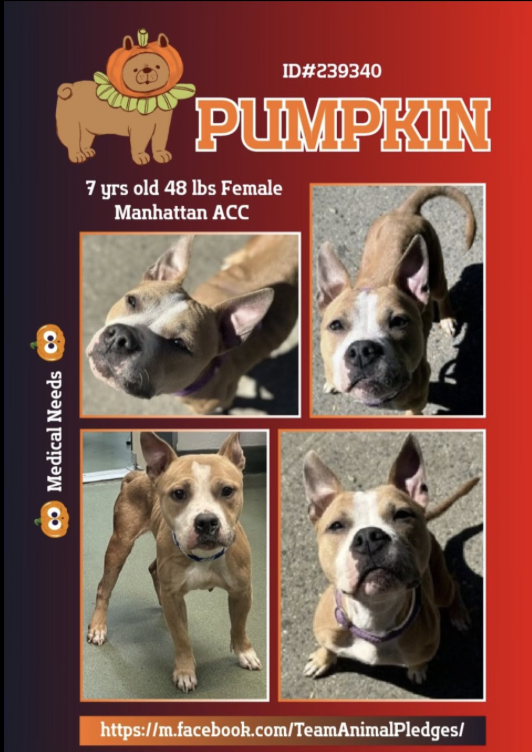 BeeDoDoobieDo's tweet photo. Pumpkin. 🆕🆘🚑🆘
Found stray in the Bronx on 10/15.
Came into public adoption on 10/23.
🚑🆘 Today we found out her medical needs:
" A: vaginal mass, hematuria-r/o UTI secondary to mass
v friable bleeding mass v other" #PLEDGE #SHARE #RESCUEasap ~ https://t.co/9giBfJpbDz