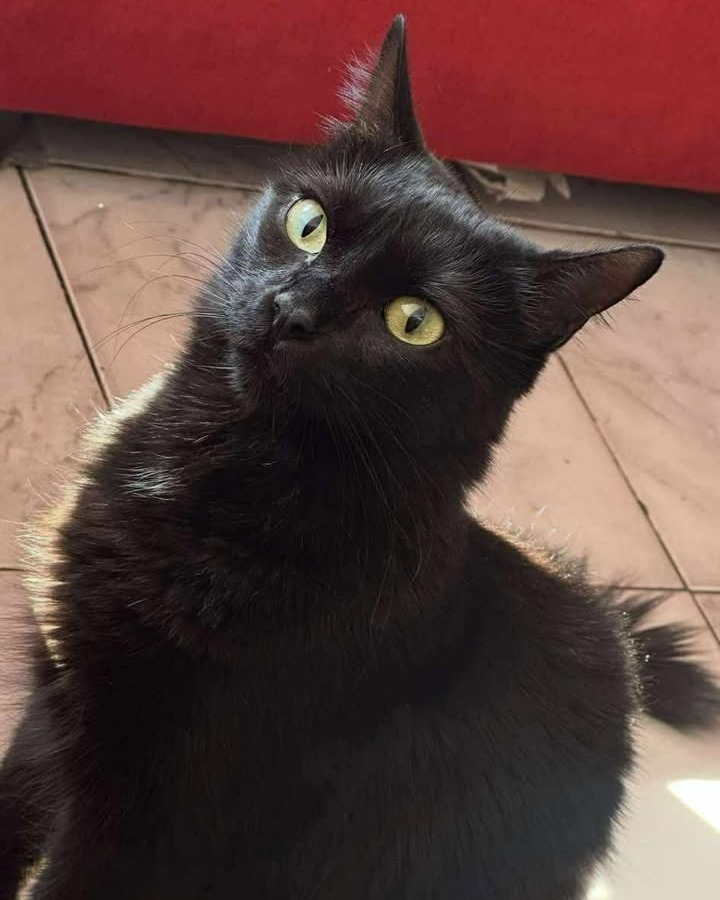 #Perdiamigato 📢📢📢
RT RT RT
GATITA PERDIDA EN PARQUE CHACABUCO!
Se llama Tami, se perdió por las calles de Carabobo y balbastro zona parque Chacabuco
Natalia  1130047447
#gatitosperdidos