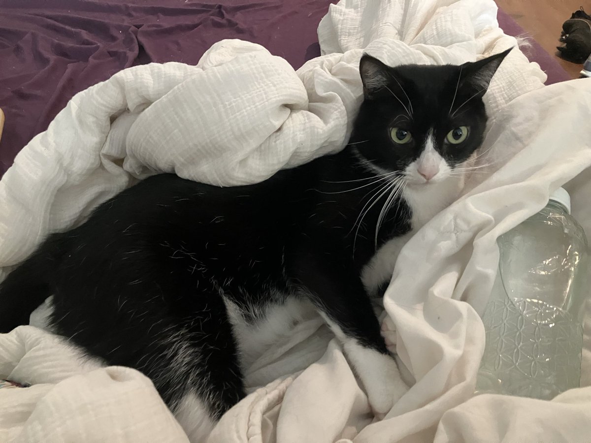 BasilTux's tweet photo. Ok Yeas, I DID get raptured ! But I came back just in time to lay on this stinky blanket :) https://t.co/UgS1VLzOo5