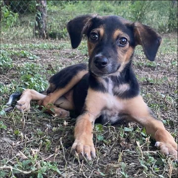 caninos911's tweet image. ‼️🐾EN ADOPCIÓN🐾‼️

Hermosos cachorritos en busca de una familia responsable. 

Adopciones WhatsApp: 
993 194 0616 

Fomentemos el amor, el respeto y el cuidado hacia nuestros compañeros de vida.
#Caninos911 #Refugio #Dogs #PorUnTabascoLibreDeCrueldadAnimal #Perros