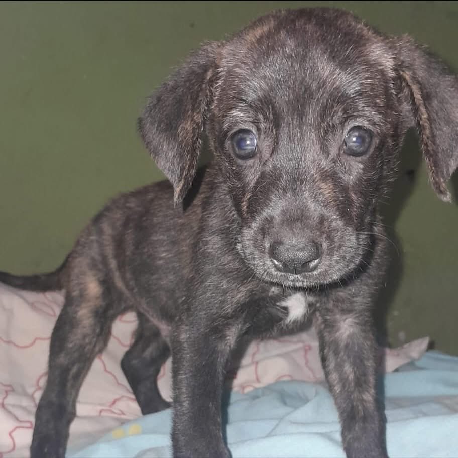 caninos911's tweet image. ‼️🐾EN ADOPCIÓN🐾‼️

Hermosos cachorritos en busca de una familia responsable. 

Adopciones WhatsApp: 
993 194 0616 

Fomentemos el amor, el respeto y el cuidado hacia nuestros compañeros de vida.
#Caninos911 #Refugio #Dogs #PorUnTabascoLibreDeCrueldadAnimal #Perros