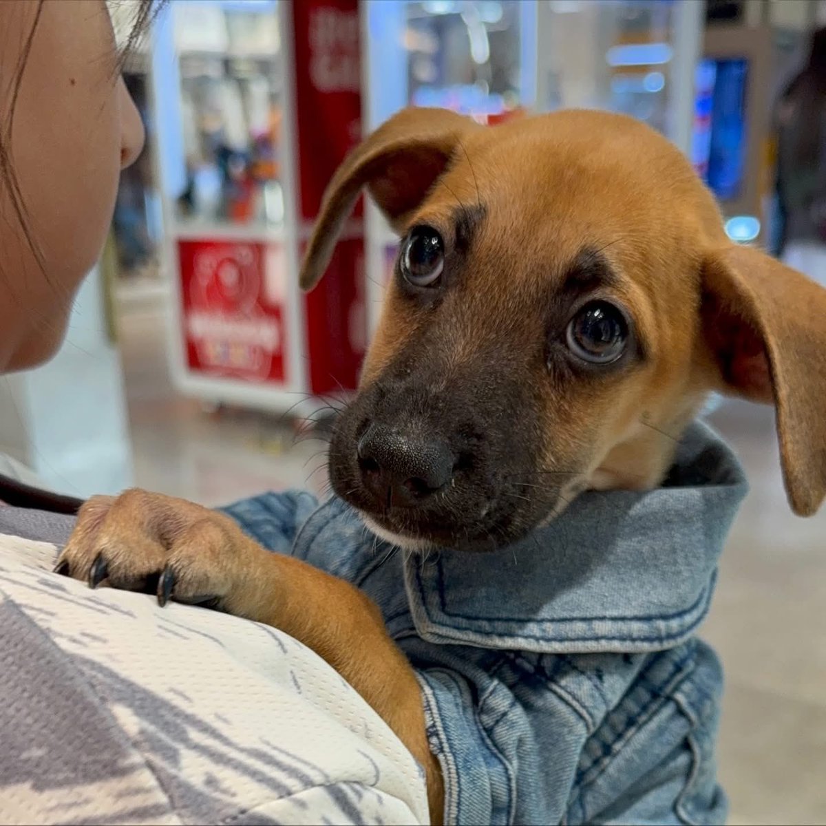 caninos911's tweet image. ‼️🐾EN ADOPCIÓN🐾‼️

Hermosos cachorritos en busca de una familia responsable. 

Adopciones WhatsApp: 
993 194 0616 

Fomentemos el amor, el respeto y el cuidado hacia nuestros compañeros de vida.
#Caninos911 #Refugio #Dogs #PorUnTabascoLibreDeCrueldadAnimal #Perros