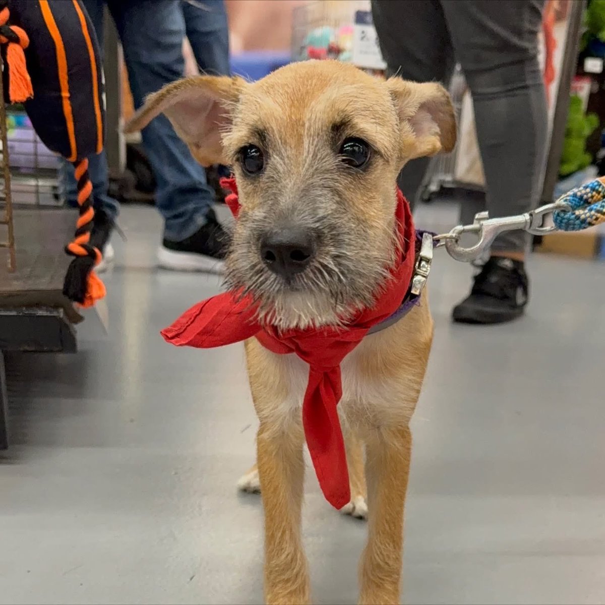 caninos911's tweet image. ‼️🐾EN ADOPCIÓN🐾‼️

Hermosos cachorritos en busca de una familia responsable. 

Adopciones WhatsApp: 
993 194 0616 

Fomentemos el amor, el respeto y el cuidado hacia nuestros compañeros de vida.
#Caninos911 #Refugio #Dogs #PorUnTabascoLibreDeCrueldadAnimal #Perros