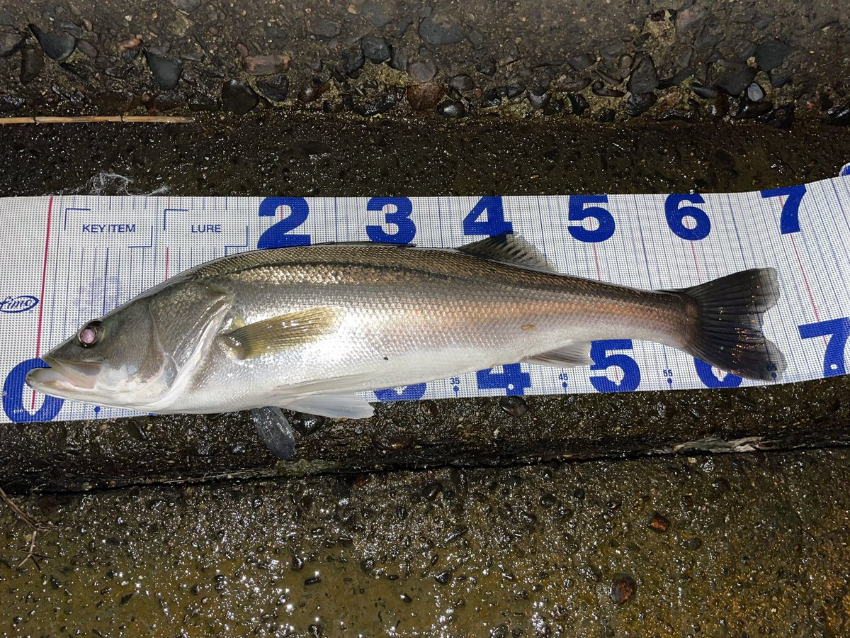 ミムー (@mimu_fishing) / Posts / X