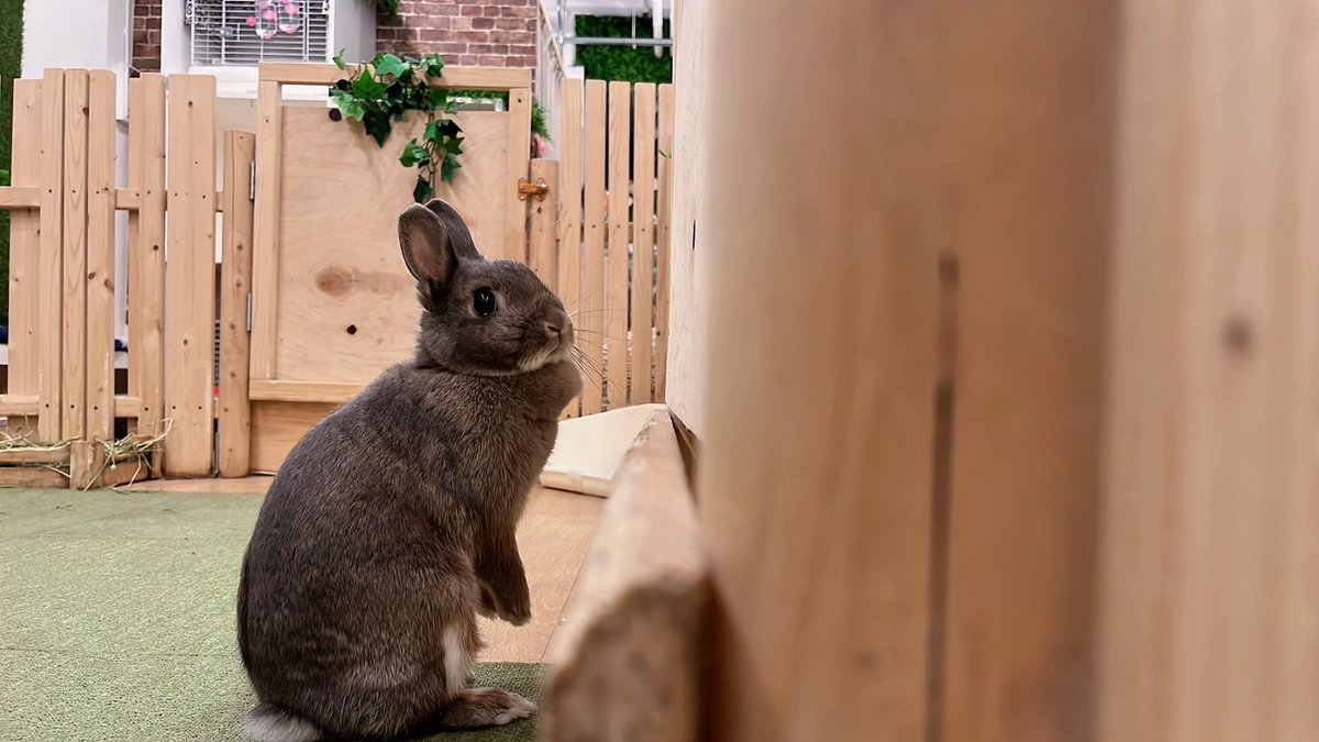 うさぎカフェ もふれる on X