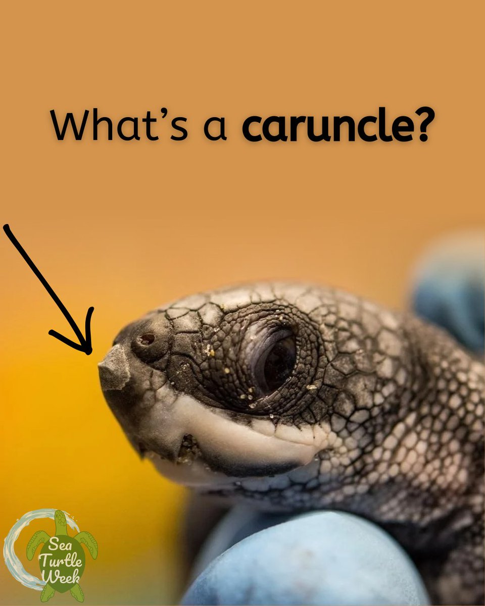 seaturtleweek's tweet image. Sea Turtle Fact!

Baby sea turtles have a tiny bump on their nose called a caruncle — a temporary “egg tooth” that helps them break out of their shell. Once they hatch and swim off, it disappears! 🌊💚

#SeaTurtleFact #SEEturtles #OceanEducation