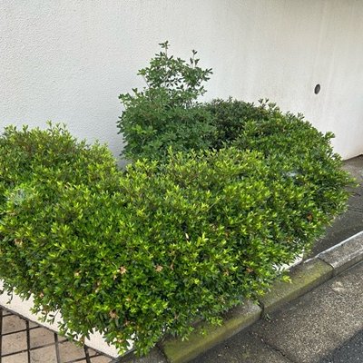 ＊うえきや＊ oh!庭ya! 【おにわや】 on X