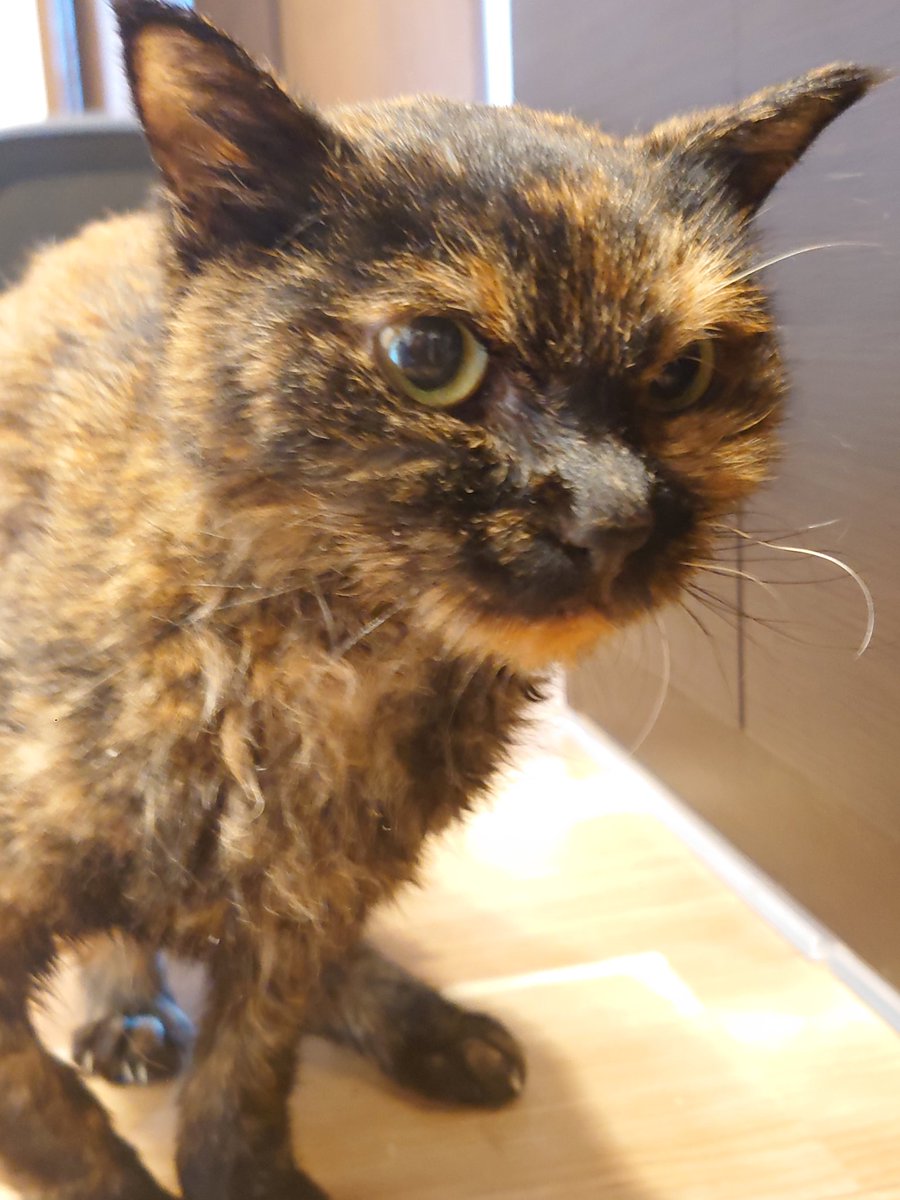 直美ねこ Amazon.co.jp: 9 