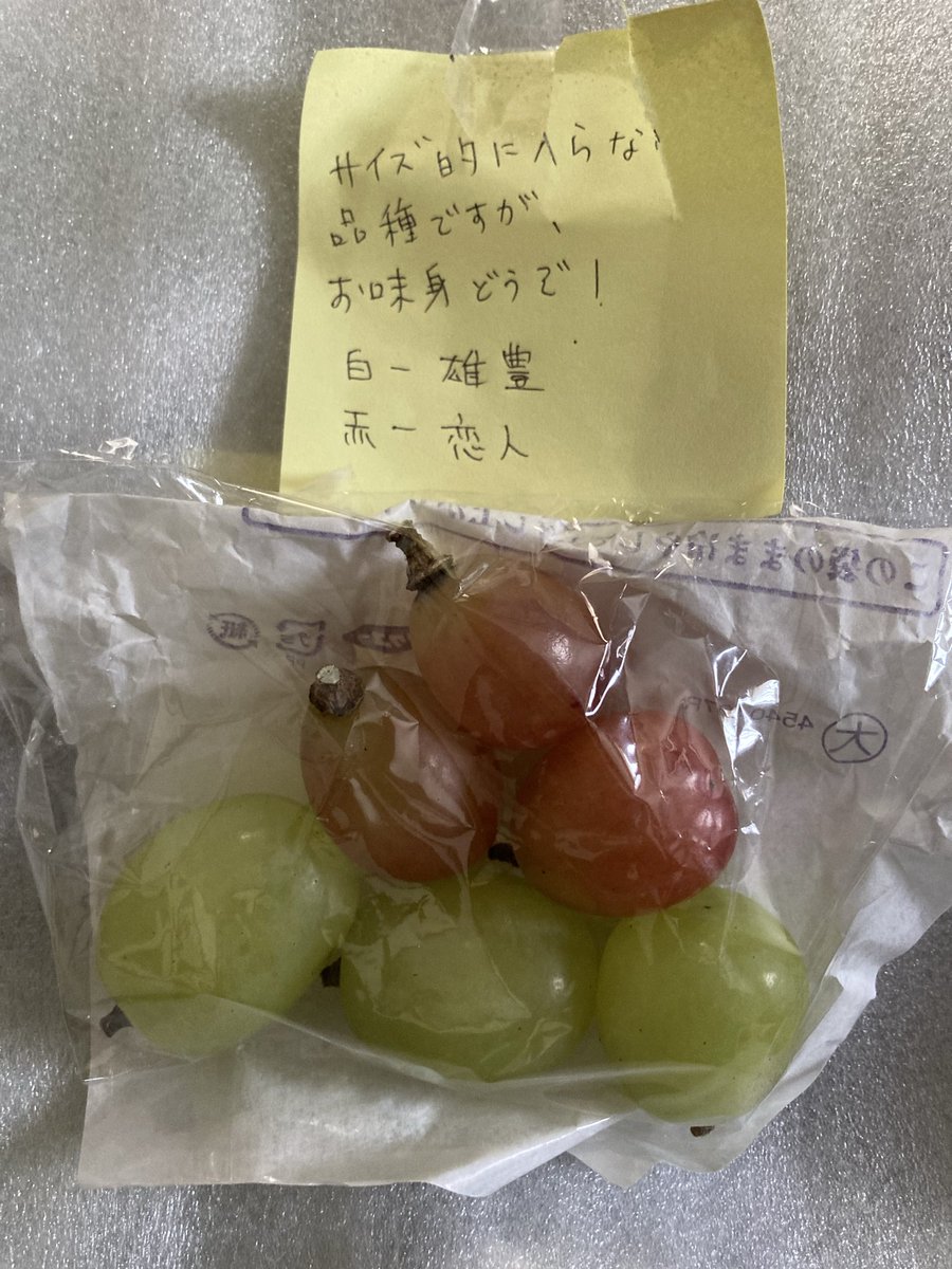 p様　HOYA2種 楽天市場】□鷲尾園芸さんのホヤ□ ホヤ sp.PNG SV 432 Hoya sp