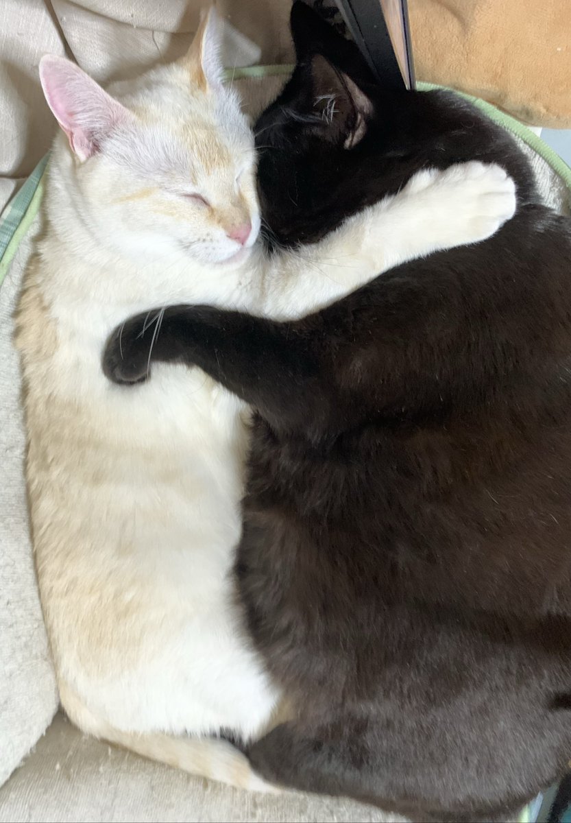 ちるちる 1/6アイリスコレクトプチ「謹賀新年 2025/るちる(アゾン