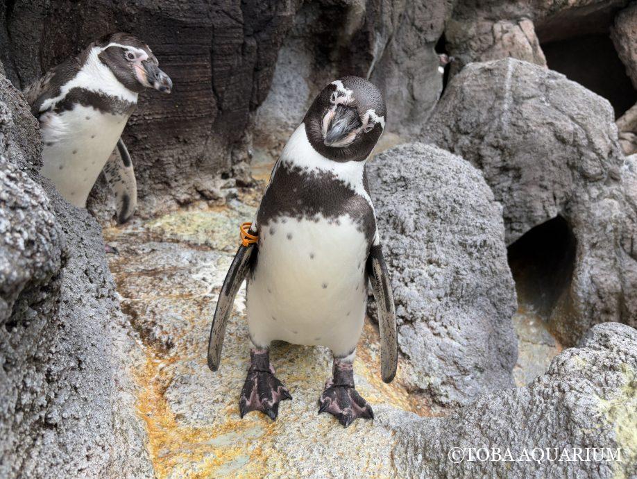 最近のペンギンたち: 最近、セイウチばかりでペンギンたちの様子をお届けしていませんでした💦   以前のあまま先輩の飼育日記で『浮気相手がオスを巡り、本妻宅に乱入するなど大騒ぎ』とありましたが、私も実際に目にしました。   dlvr.it/TNwPQn