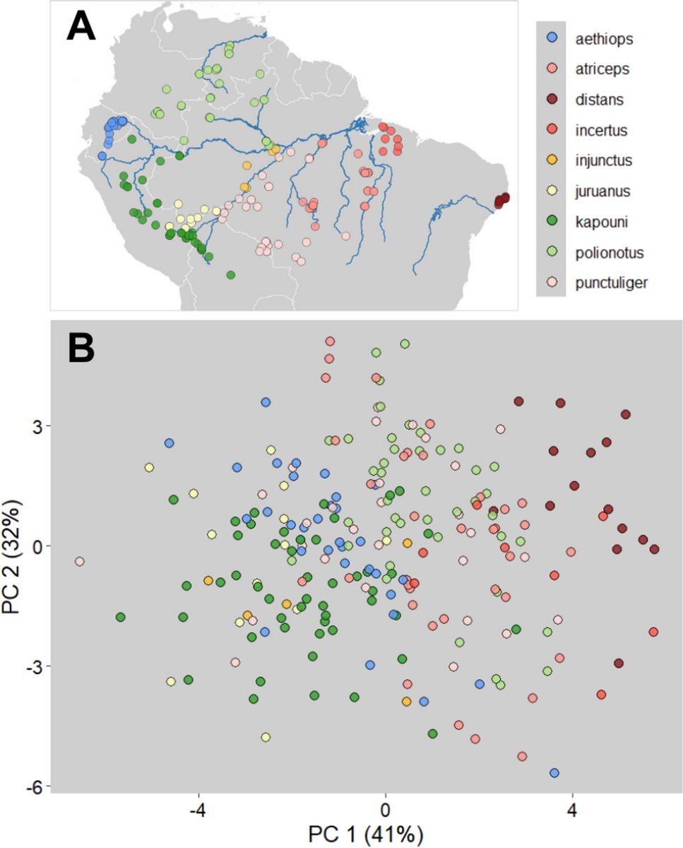 JamesAl0410008's tweet image. Geographically distant subspecies of White-shouldered Antshrike have diagnostic differences but none has discrete vocal characters when intermediate populations are considered. #Subspecies #Speciation

researchgate.net/publication/39…