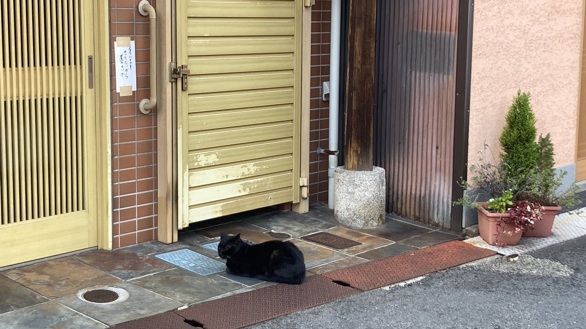 本日もオープンしました
12:10-18:00.

いつもの定位置に黒猫。
ちょいと寒そうです。

今日も一日のんびりと営業、
といきたいところですが、天井から大量の砂埃が落ちていたので、まずは掃除からスタートです。