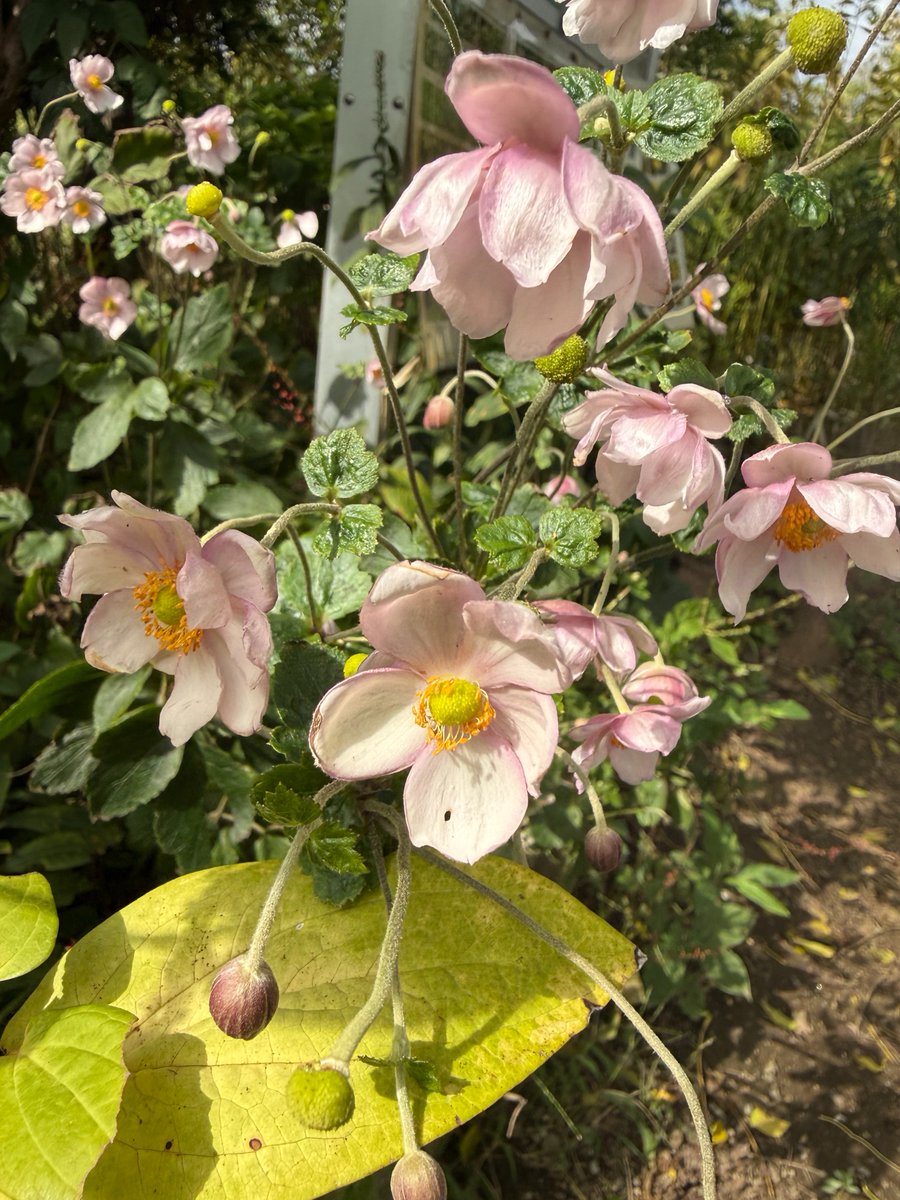 ｼｭｳﾒｲｷﾞｸ - Search / X