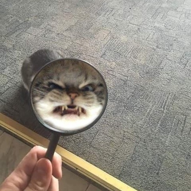 PunchingCat's tweet photo. https://t.co/u614IUpVvQ
