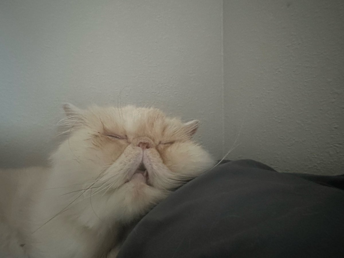 𝓀𝒶𝓏𝒶 tweet media