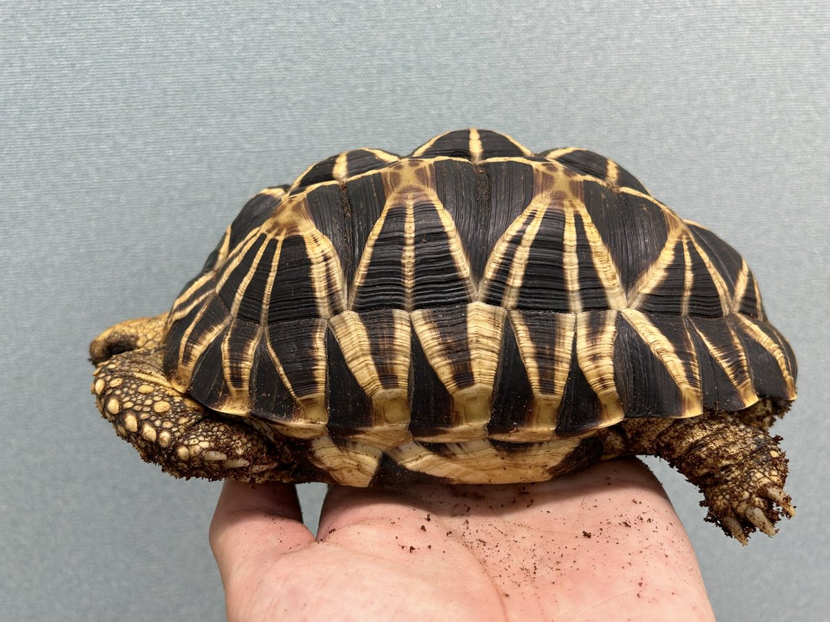 買取KING-staff on X