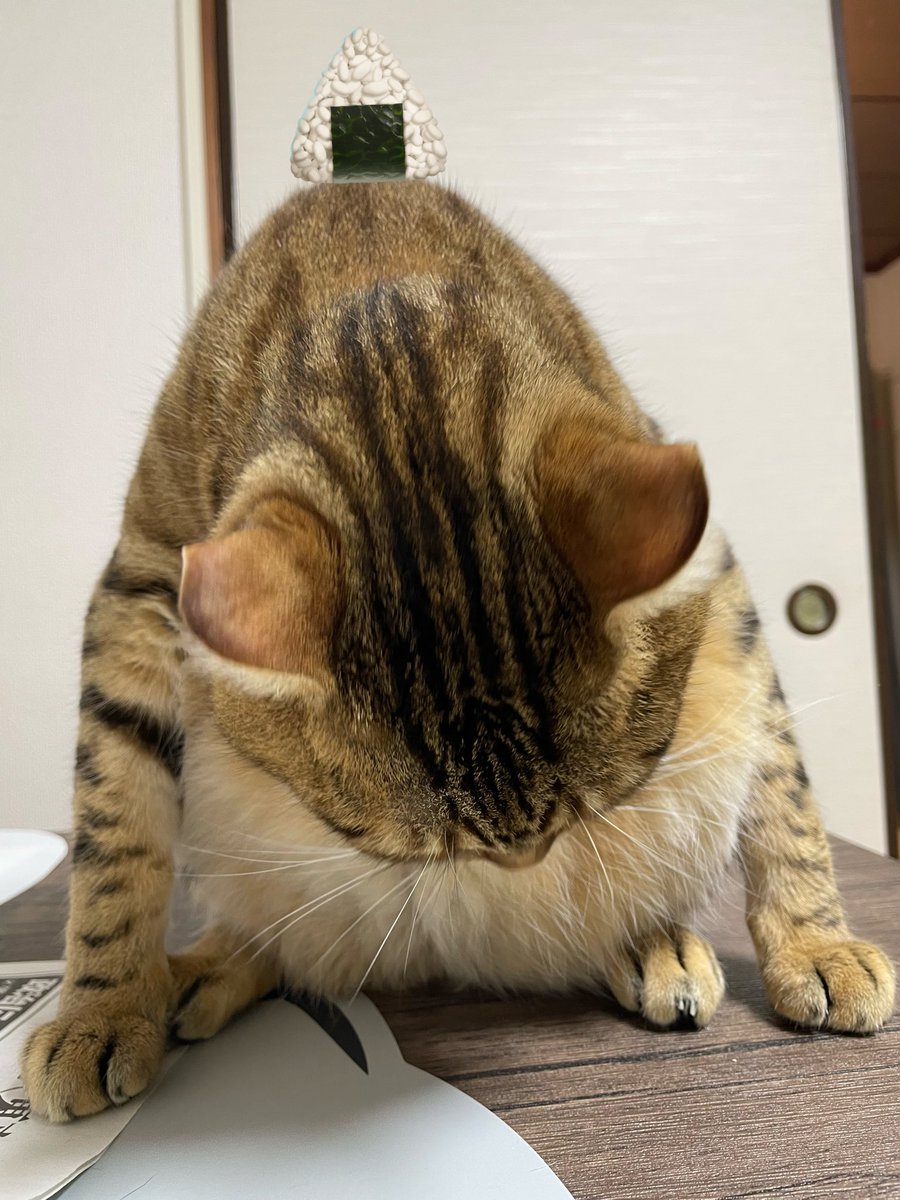 お昼はおにぎりかﾆｬ🍙

綺麗におにぎりﾎﾟｰｽﾞ決まったﾆｬ😼✨

.°･.｡*･.｡* .°･.｡*･.｡* .°･.｡*･.｡* .°･.｡*･.｡*

#OnigiriAction