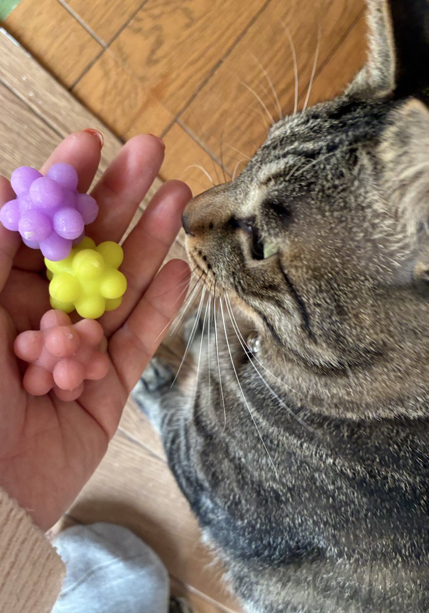 かにめし‼️‼️ on X