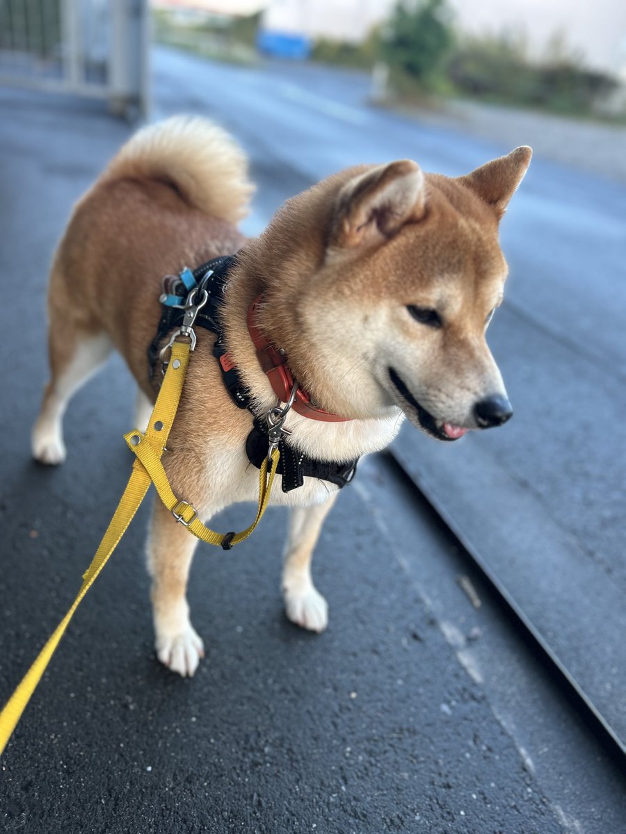 福ちゃん禄ちゃん on X