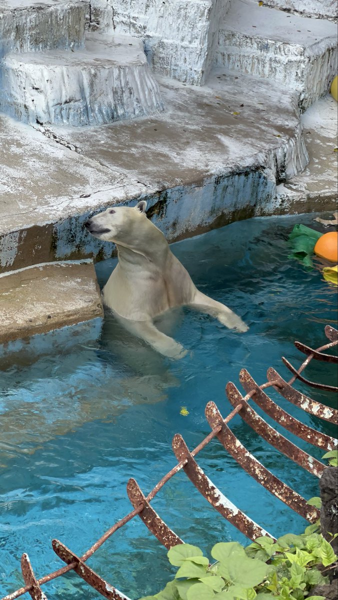 そういえば初めて
天王寺動物園に行ってきた‼︎
白熊可愛かった🐻‍❄️

まだまだ知らない場所あるから
行ってみよう‼︎