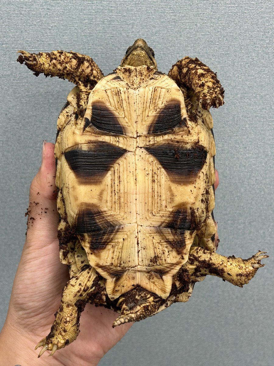 標本 Kenia Stephanocrates dohertyi 48mm 標本 Kenia Stephanocrates dohertyi 48mm Stephanocrates