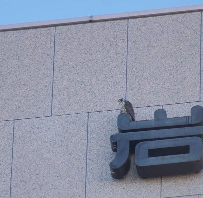 地下駐車場にクマ、屋上付近にはハヤブサがいる岩手銀行本店。
news.yahoo.co.jp/articles/4b566…