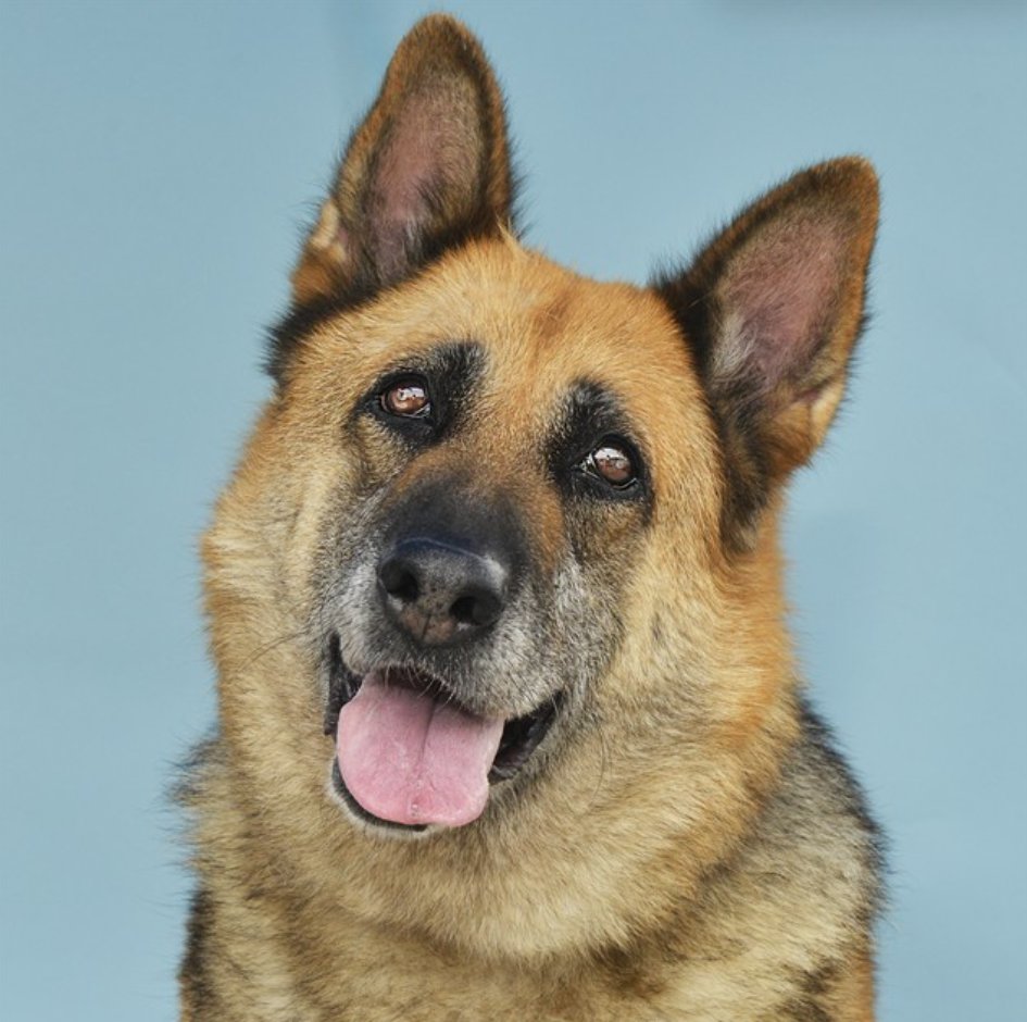 🆘🐾🆘 Stunning 9 yo shepherd girl LUNA at Baldwin Park #California is urgent. 92 lbs. Notes in thread. Please watch video on IG. #A5177068