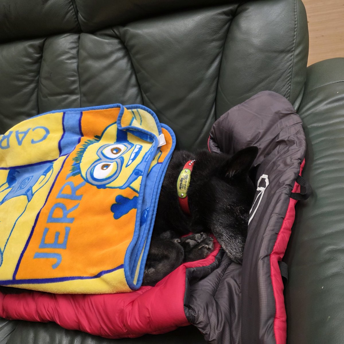 野生には戻れない元捨て犬