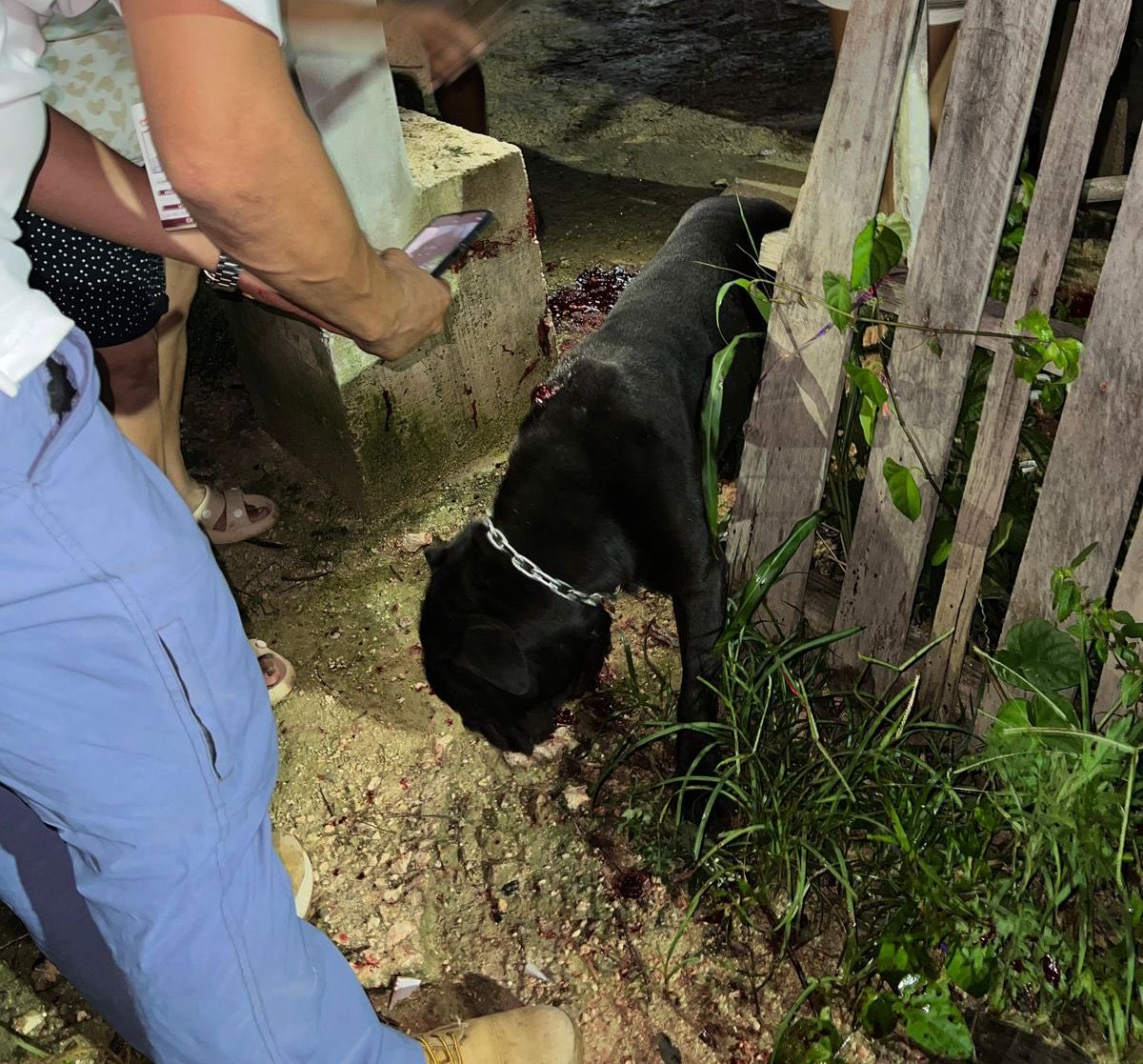 Condenamos enérgicamente los lamentables hechos de agresión contra animales.

El primer incidente tuvo lugar en un domicilio de la Supermanzana 227, donde un cachorro perdió la vida a consecuencia de una agresión. Gracias a la oportuna intervención de diversas instancias, el