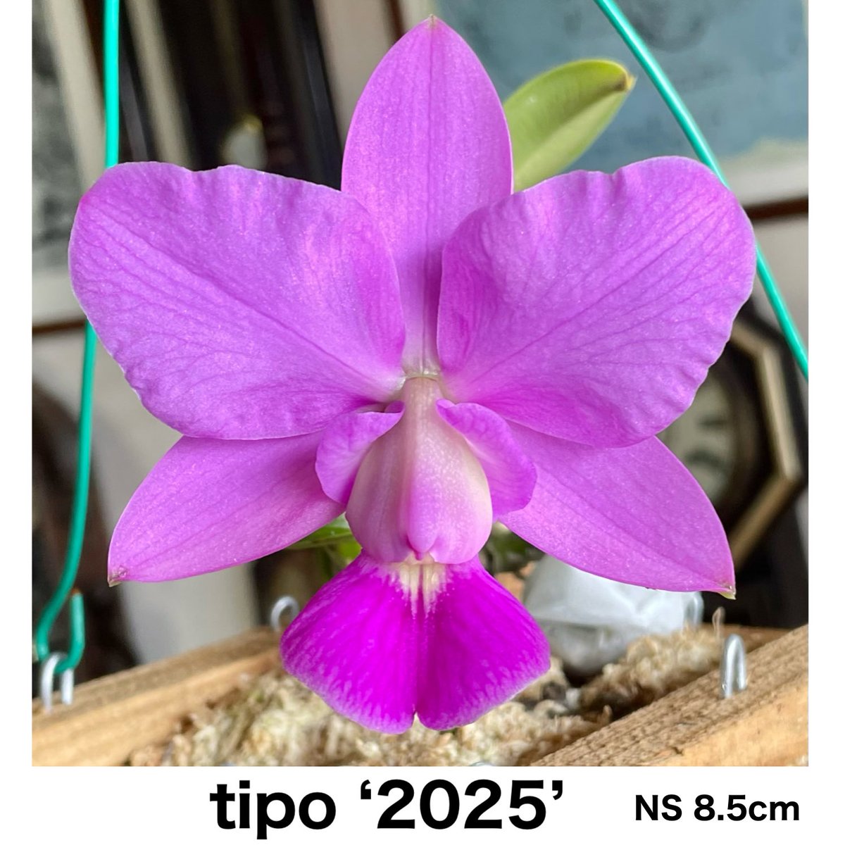 アントニーニ　 　　花 Satox & BENTON Japan on X