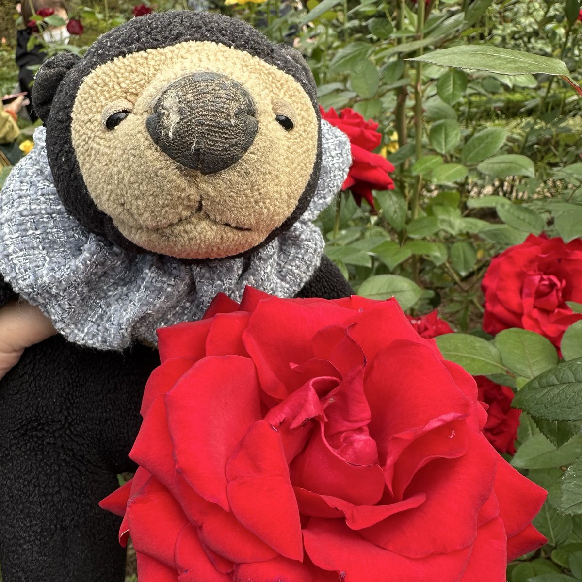 くまこ (@kumaco38) / Posts / X