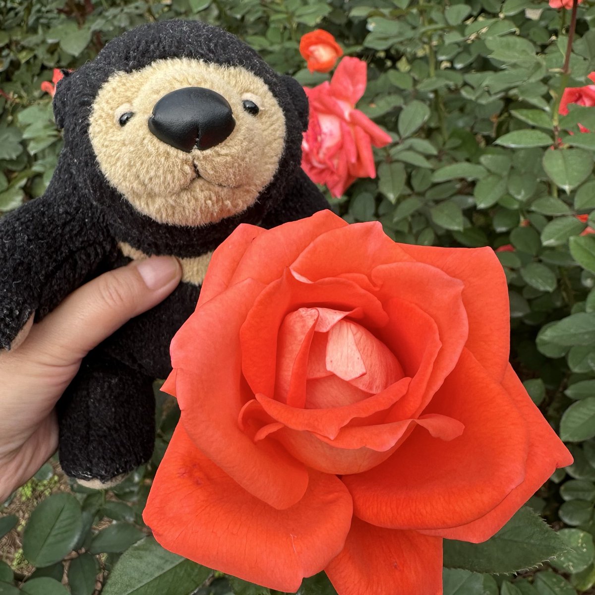 くまこ (@kumaco38) / Posts / X