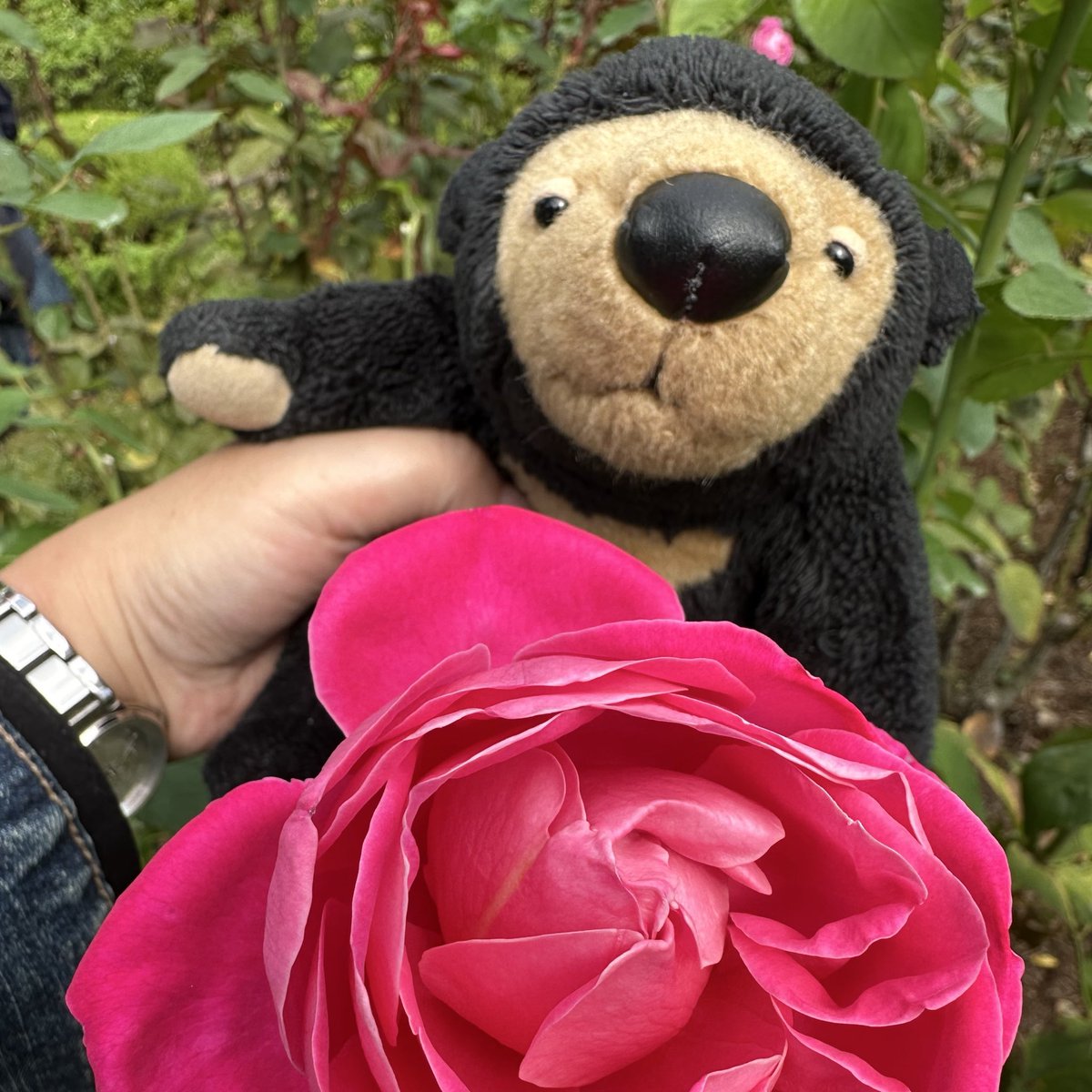 くまこ くまこ (@kumaco38) / Posts / X