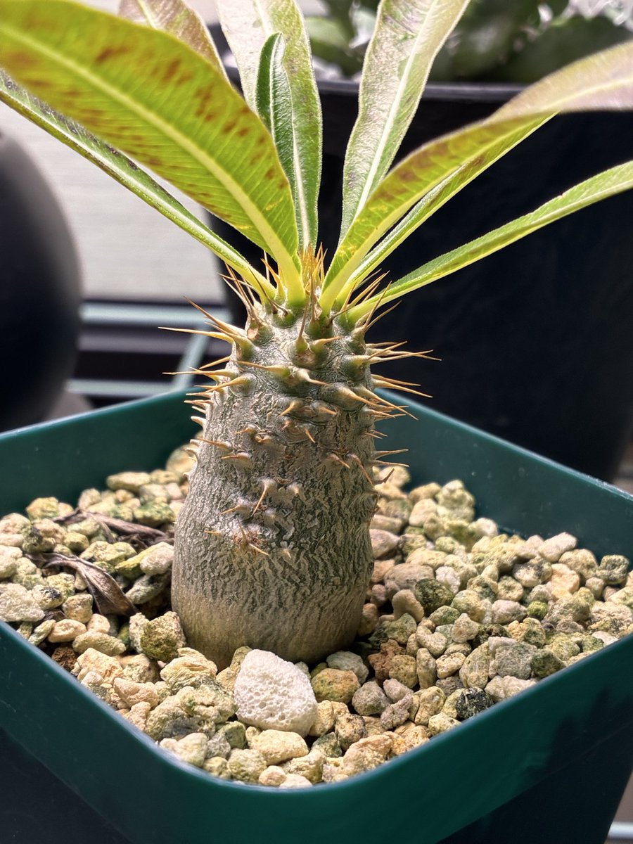 ryusei.green (@ryuseigree78847) / Posts / X