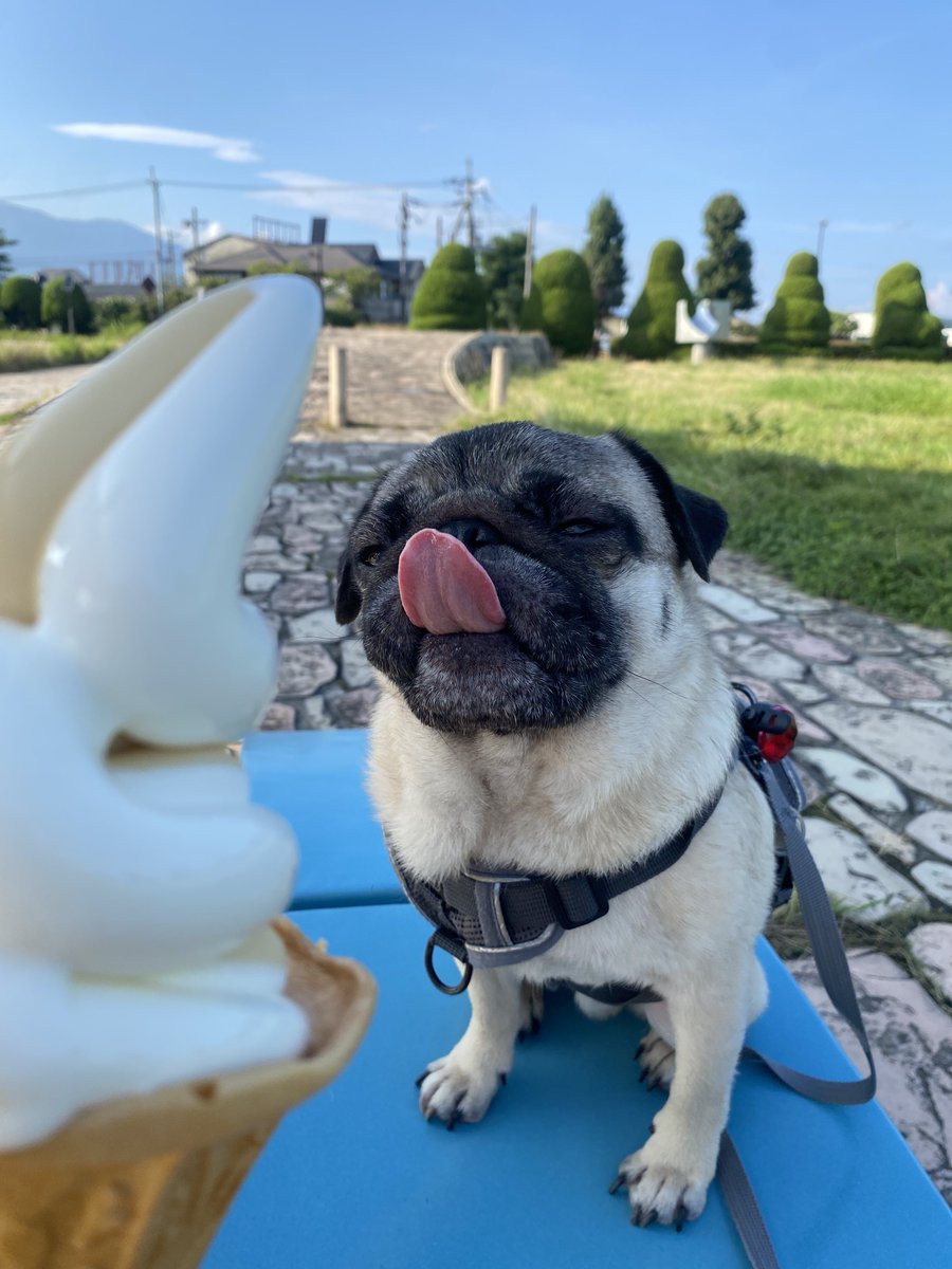 パグ犬。 (@lO9aaZQLOUbRoKe) / Posts / X